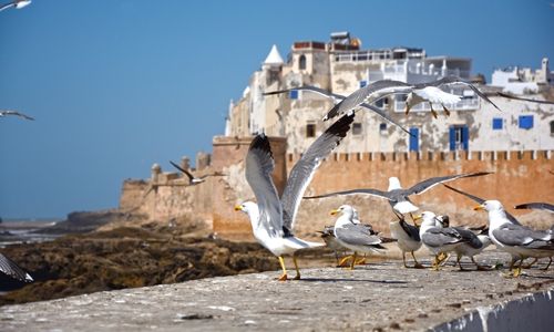essaouira avec mouettes au 1er plan