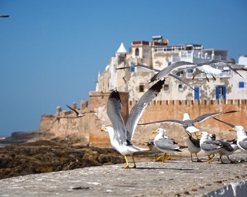 Essaouira vue avec mouettes au 1er plan