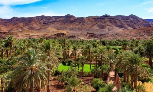 Palmeraie dans la vallée du Draa