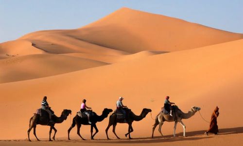 caravane de 4 dromadaires avec son chamelier