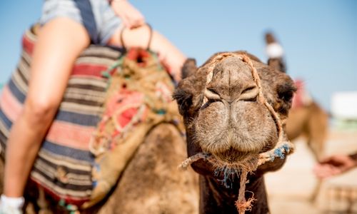 zoom sur la gueule d'un dromadaire