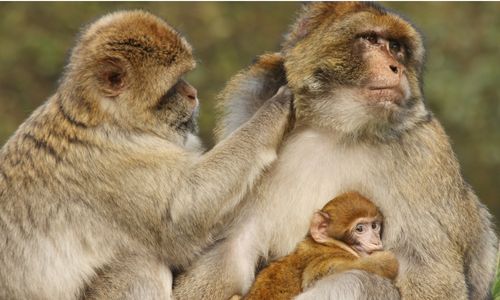 macaques de barbarie